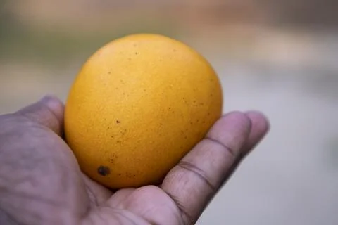 Mango fruit in hand on blurred background. Close-up Stock Photos