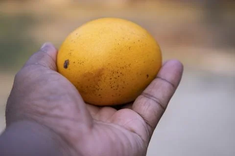 Mango fruit in hand on blurred background. Close-up Stock Photos