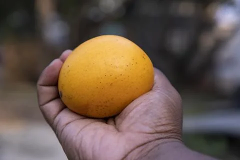 Mango fruit in hand on blurred background. Close-up Stock Photos