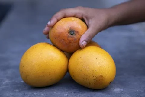 Mango fruit in hand on the table. Selective focus Stock Photos