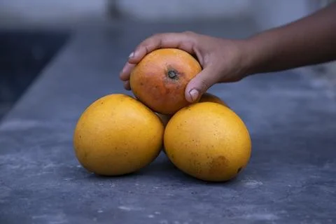 Mango fruit in hand on the table. Selective focus Stock Photos