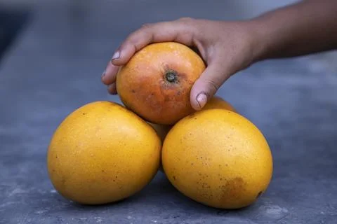 Mango fruit in hand on the table. Selective focus Stock Photos