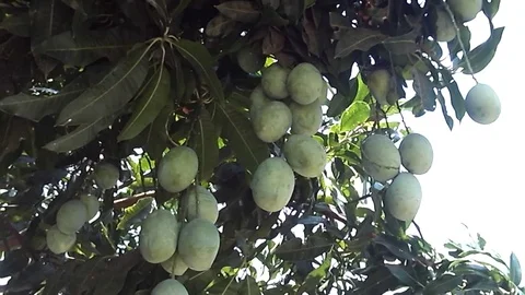 Mango fruit hanging on the tree Stock Footage 119810132