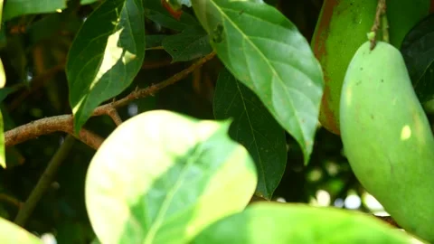 Mango fruit hanging on tree with natural green background Stock Footage 305020930