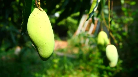 Mango fruit hanging on tree with natural green background Stock Footage 305020939