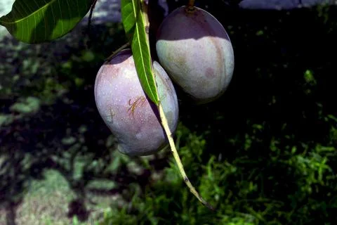 Mango fruit hanging from the tree Stock Photos