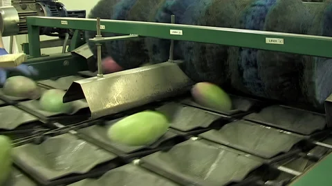 Mango fruit in industrial line of processing Stock Footage 254327620