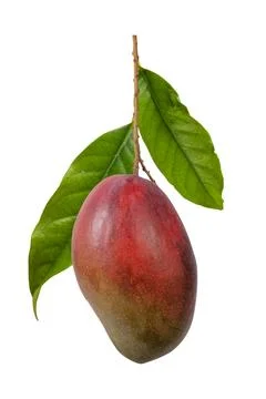 Mango fruit isolated on white background with clipping path and full depth .. Stock Photos