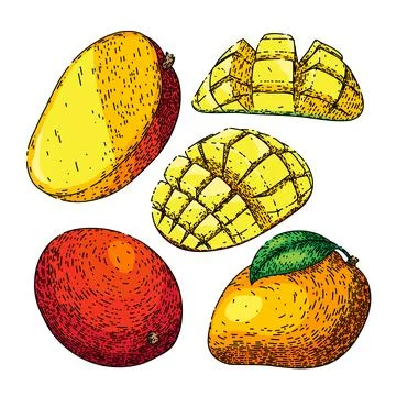 Mango fruit leaf set sketch hand drawn vector Stock Illustration