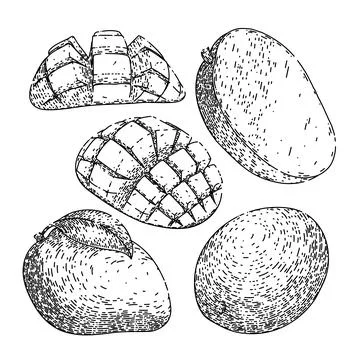 Mango fruit leaf set sketch hand drawn vector Stock Illustration