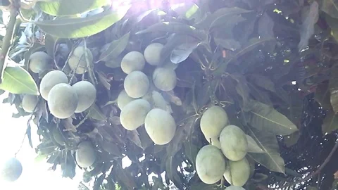 Mango fruit on the mango tree Stock-Footage 119809395