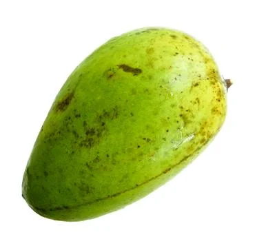 Mango fruit Nontoxic isolated on white background. Stock Photos
