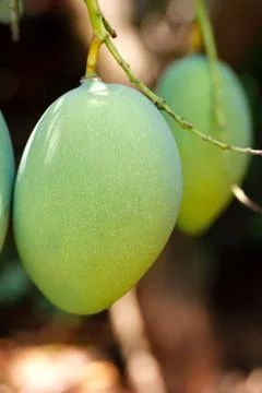 Mango fruit Stock Photos