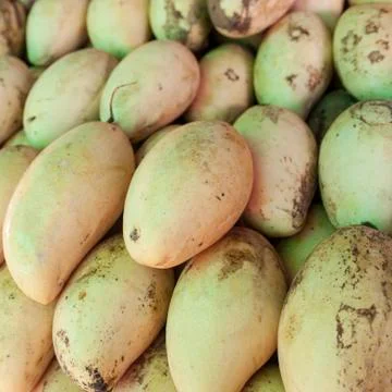 Mango fruit Stock Photos