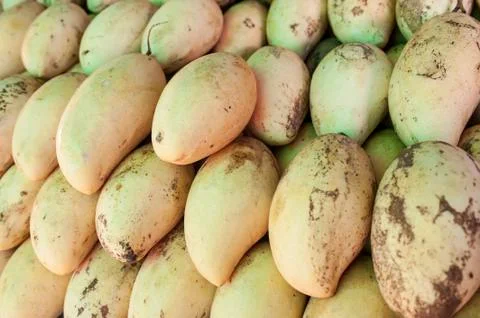 Mango fruit Stock Photos