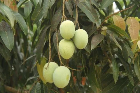 Mango Fruit Stock Photos