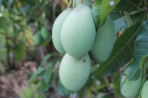 Mango fruit Foto stock
