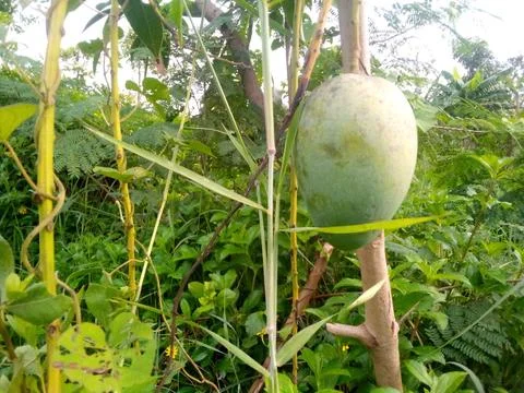 Mango fruit Stock Photos