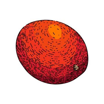 Mango fruit ripe sketch hand drawn vector Stock Illustration