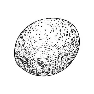 Mango fruit ripe sketch hand drawn vector Stock Illustration