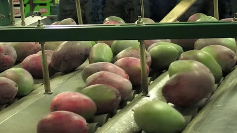 Mango fruit rolling in a industrial line of classification and packaging Stock Footage 254329106