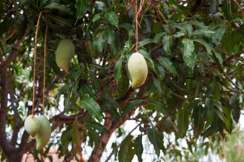 The Mango fruit sour Stock Photos