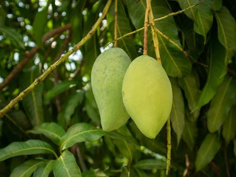 Mango fruit is still green Stock Photos