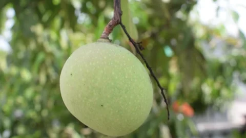Mango fruit still hanging from the tree Stock Footage 304504330