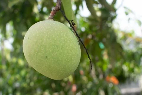 Mango fruit still hanging from the tree Stock Photos