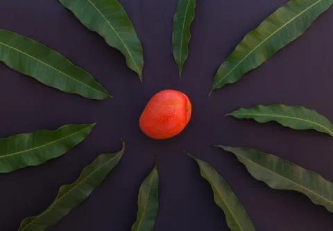 Mango fruit surrounded by leaves on a rustic background Stock Photos