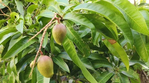Mango fruit on a tree Stock Footage 318843815
