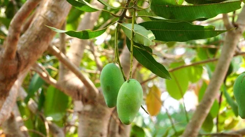 Mango fruit on the tree, Green Mango. Stock Footage 129215467