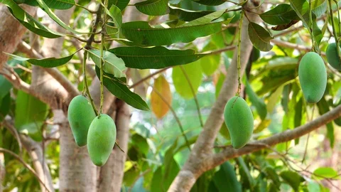 Mango fruit on the tree, Green Mango. Stock Footage 129215584