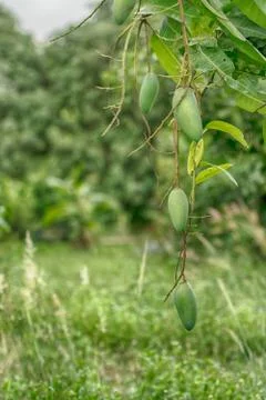 Mango fruit is on the tree. Stock Photos