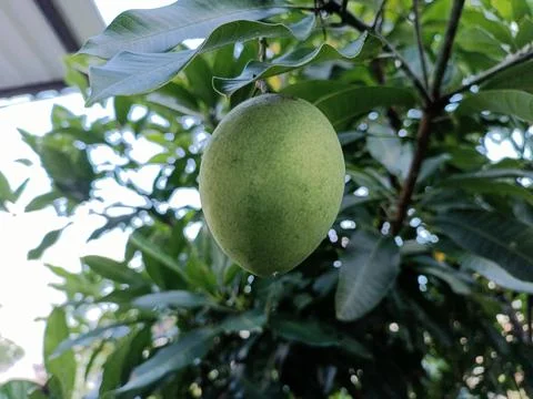 Mango fruit on the tree Stock Photos