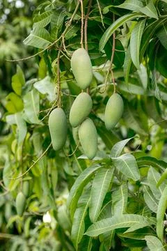 Mango fruit is on the tree. Stock Photos
