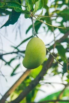 Mango fruit trees hanging in the fields Stock Photos