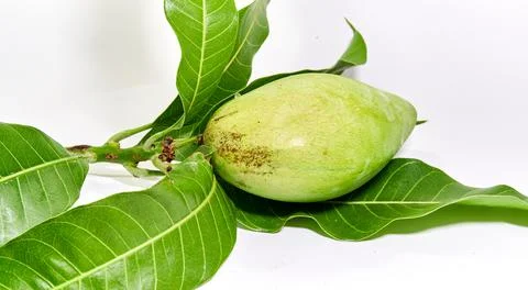 Mango fruit white background Stock Photos