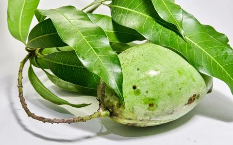 Mango fruit white background Stock Photos