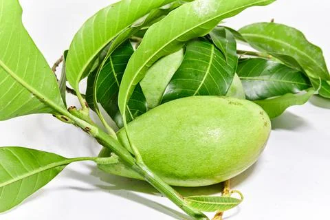 Mango fruit white background Stock Photos