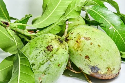 Mango fruit white background Stock Photos
