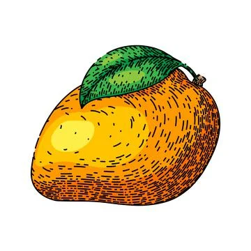 Mango fruit yellow sketch hand drawn vector Stock Illustration