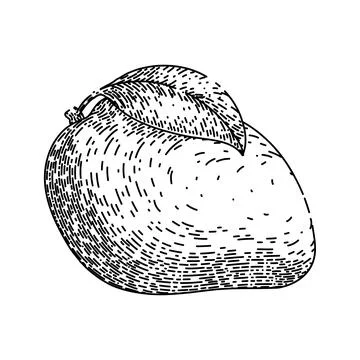 Mango fruit yellow sketch hand drawn vector Stock Illustration