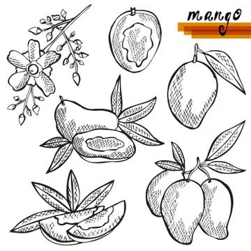 Mango fruits sketches, design elements for cards, invitations, scrapbook, print Stock Illustration