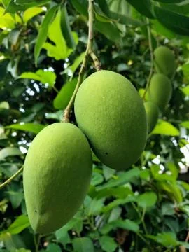 Mango ftuit Stock Photos