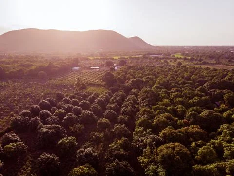 Mango garden Fotos de archivo