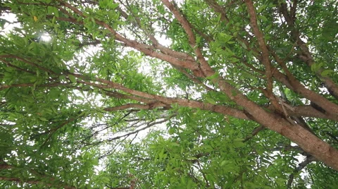 Mango green tree branch Stock Footage 49315005