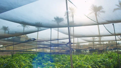 A mango greenhouse with sunlight shining through a shade net above rows of mango Stock Footage 307349404