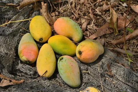 Mango on ground. Stock Photos