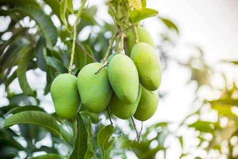 Mango growing on tree. Stock Photos